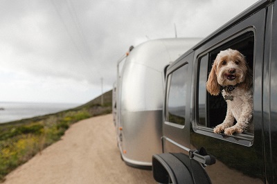 A picture of a small dog with its head out the window in a tow vehicle pulling an Airstream trailer.