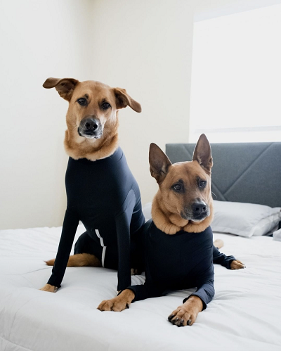 A picture of the ShedDefender Onesie on two German Shepherd dogs reclining on a bed