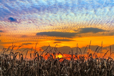 A picture of a sunrise in Indiana over a cornfield