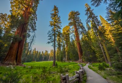 A picture of tall trees around a cement path in a U.S. National Park