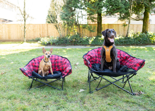 Two dogs sitting in side-by-side Kuma Little Lazy Bear Dog Chairs.